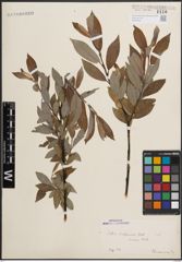 Foto von Salix daphnoides Vill.